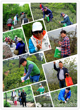 在這么美的地方體驗(yàn)采茶，簡(jiǎn)直太有感覺(jué)了