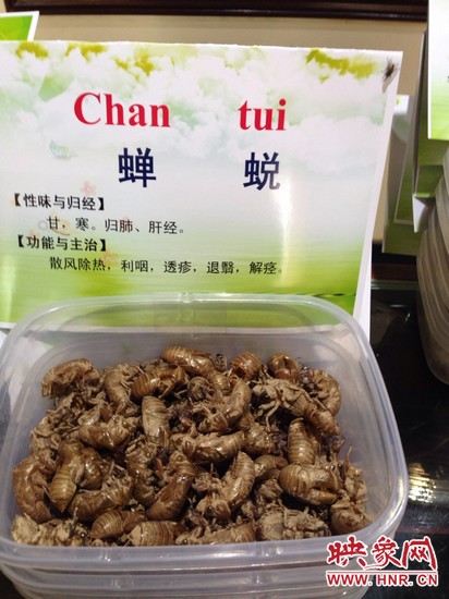 你可能沒想到，這個(gè)知了幼蟲退下的皮還是一味藥，對(duì)嗎？