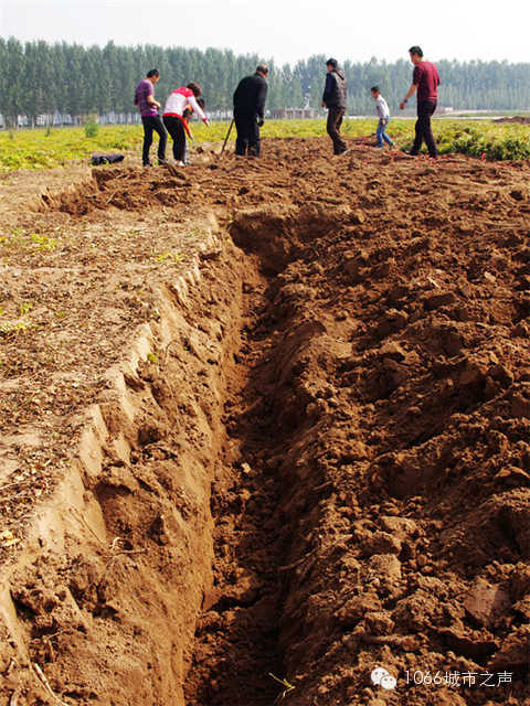 都說(shuō)山藥埋得深，您還是眼見(jiàn)為實(shí)吧