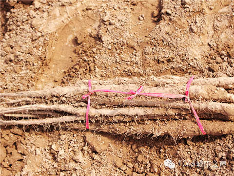 工人們挖好的山藥，整齊地躺在田地上