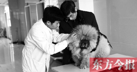 在一家大型寵物醫(yī)院里，生病的狗狗正在接受治療