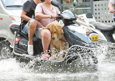 電動(dòng)車上帶寵物危險(xiǎn)重重 電動(dòng)車上帶寵物危險(xiǎn)重重