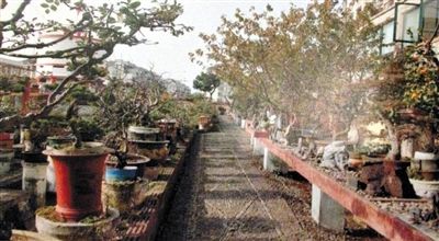 劉光嘉出示博物館內(nèi)部圖片中，擺放著各種盆景。