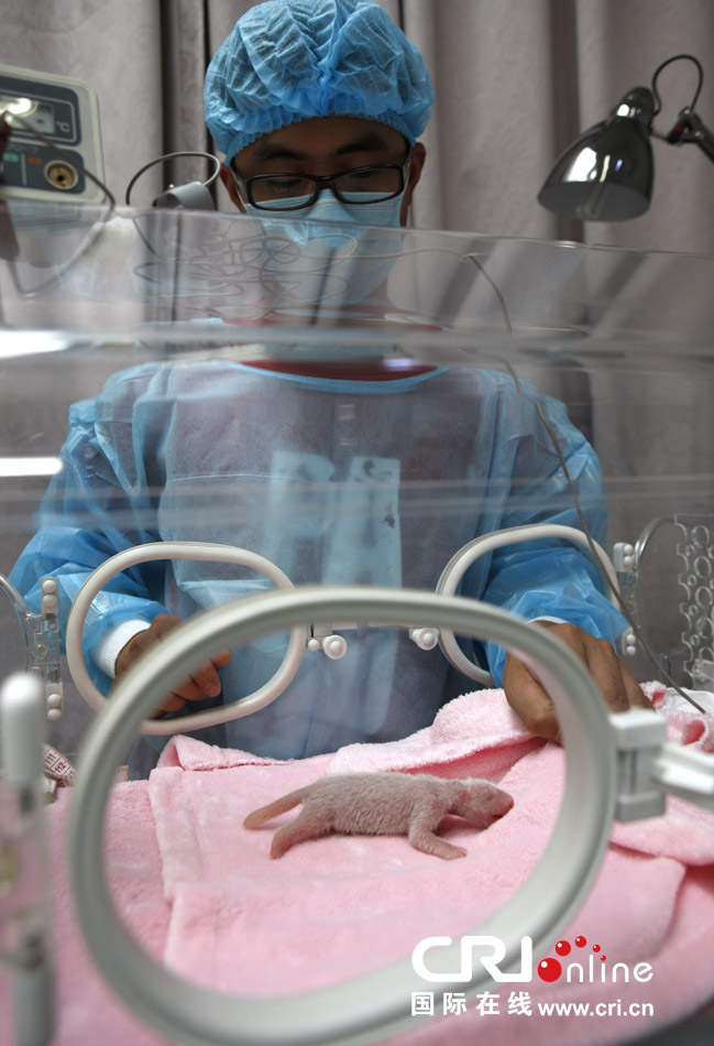 2013年7月11日，成都大熊貓繁育研究基地月亮產(chǎn)房，工作人員在照顧新生大熊貓寶寶。