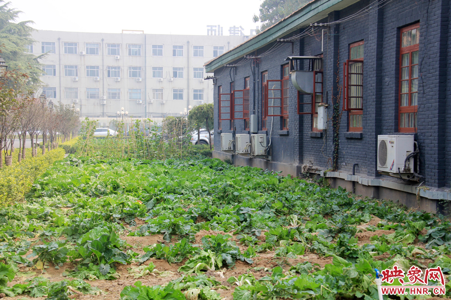 機(jī)關(guān)食堂的一片空地被有效利用,種上了時令蔬菜