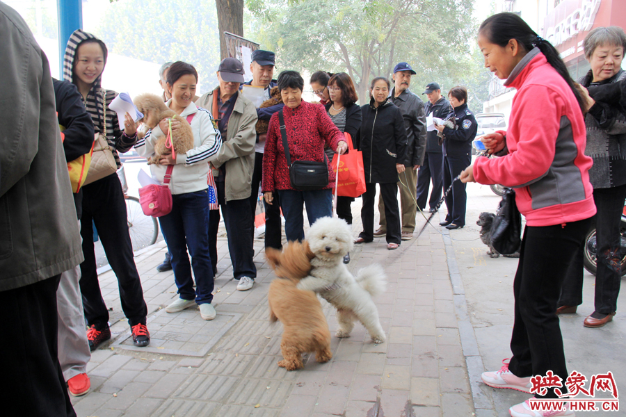 在辦狗證現(xiàn)場，兩只狗狗歡樂地在一起玩耍