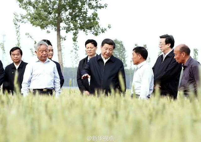 習(xí)近平走進(jìn)糧田,看麥穗灌漿,問農(nóng)田建設(shè)。