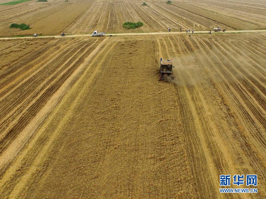 這是5月28日在河南省南陽市唐河縣甘河灣村航拍的麥收現(xiàn)場。