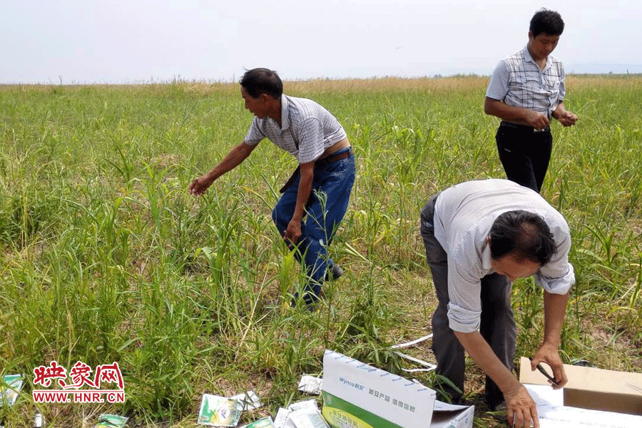 村民在撿拾散落的農(nóng)藥袋，身后是被毀的玉米。