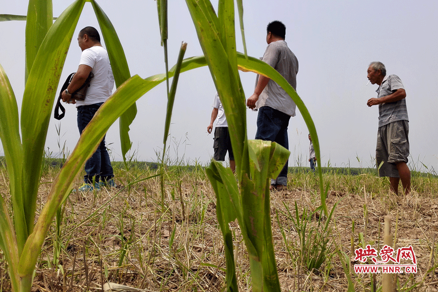 耙過的玉米地殘留的玉米。
