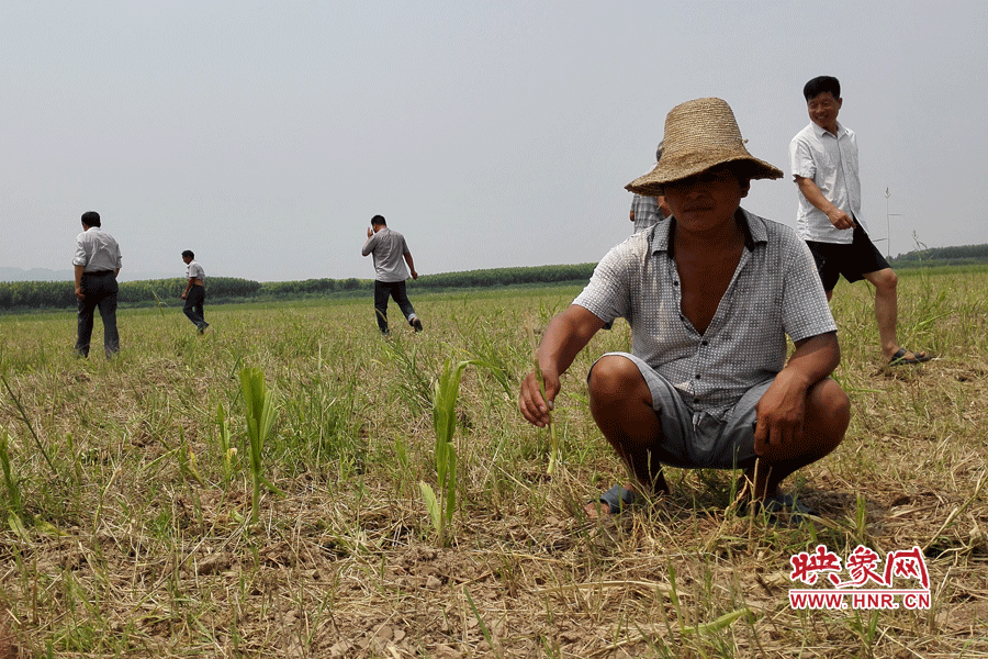 村民手捧殘留的玉米，欲哭無淚。