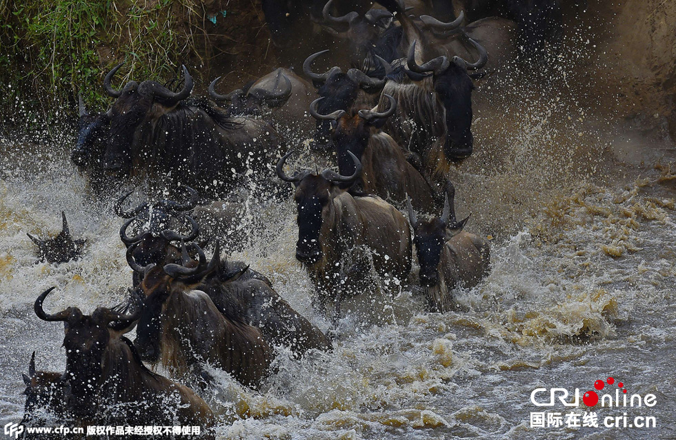 當(dāng)?shù)貢r間2015年9月4日，肯尼亞馬賽馬拉，角馬大遷徙。