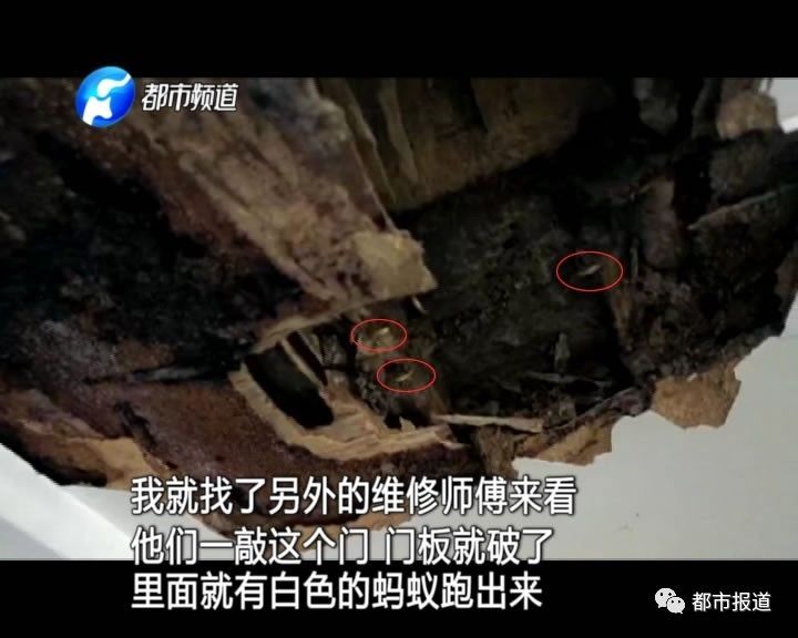 蟻族大軍入侵！十幾萬裝修的新家被“吃掉”