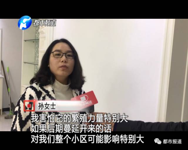 蟻族大軍入侵！十幾萬裝修的新家被“吃掉”