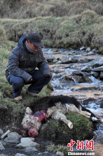 　今年，他家已經(jīng)有3只羊被狼咬死。確·胡熱攝