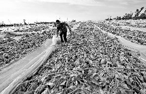 12日，工人在海南省樂(lè)東縣佛羅鎮(zhèn)清理被臺(tái)風(fēng)刮爛的哈密瓜薄膜架子。 新華社發(fā)