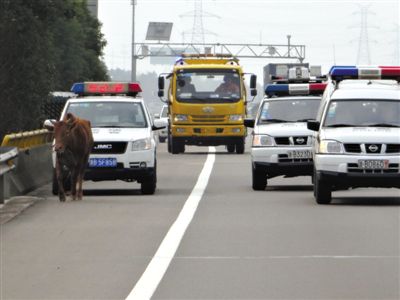 22省取消O牌車調(diào)查：特權變相保留 官員照闖紅燈