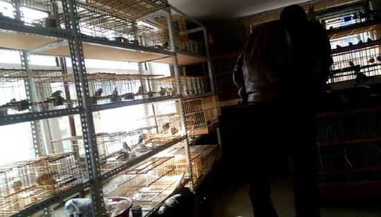 哈爾濱市雙城區(qū)集市上，一家沒有招牌的平房里擺滿了各種野鳥等待出售。