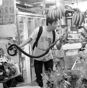 捕蛇專家張亮抓住眼鏡王蛇。信息時(shí)報(bào)記者 康健 翻拍