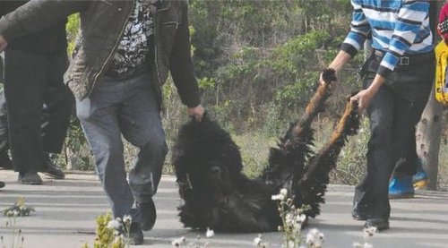 雙流鳳凰村兩只巨型藏獒襲擊村民，民警用手槍將其當(dāng)場擊斃