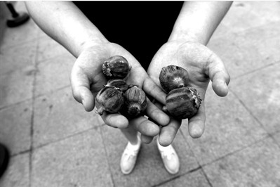 “大煙殼”輕易就可以買到。下圖：女?dāng)傊髂贸霾卦诩t色兜子里的“大煙殼”，向記者兜售。京華時報實習(xí)記者趙思衡攝