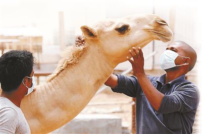 5月12日，印度工人在沙特利雅得外的一家農(nóng)場與駱駝接觸時(shí)戴著口罩