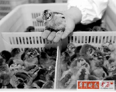 五一過(guò)后，雞苗價(jià)格逐步漲至2元