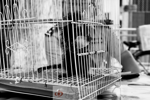 “別看俺個(gè)子小，中國(guó)很稀少！”