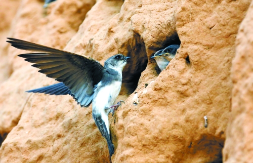 　曾經(jīng)，那些在工地上的巢穴待哺的小沙燕