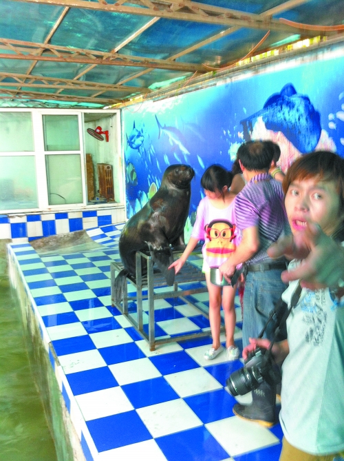 海獅館內(nèi)的攝影師警惕性很高,禁止記者拍照。