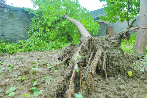 在焦作馬村區(qū)白莊老村，大樹被狂風刮倒。