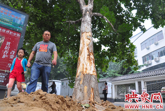 大樹根部翹起，歪向人行道邊。