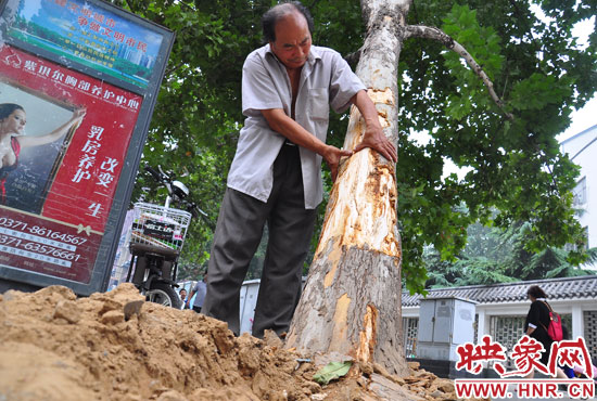 法桐受傷嚴重，樹皮上還沾著不少玻璃。
