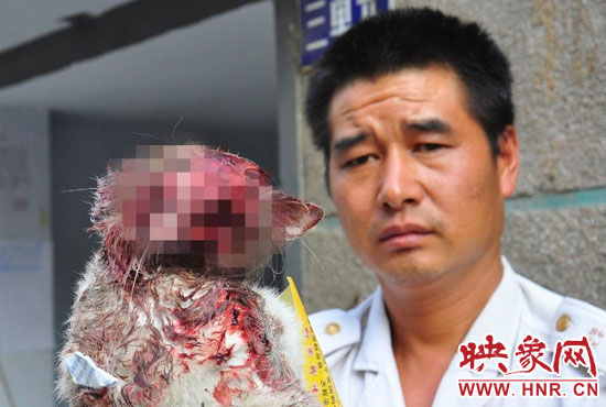 慘遭踩死的貓咪-圖片來源:@李四信 慘遭踩死的貓咪-圖片來源:@李四信