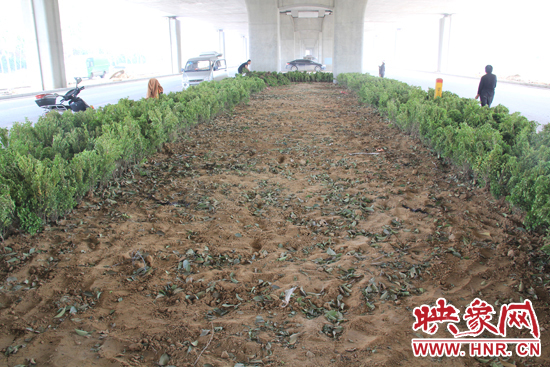 4月17日，當(dāng)記者經(jīng)過該路段時，發(fā)現(xiàn)那些“大葉女貞”并沒有繼續(xù)留在橋下生長，而是被悄悄移走了。