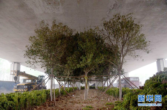 鄭州紫辰路與南三環(huán)交叉口向西，南三環(huán)快速路立交橋下，種植了40余棵大葉女貞，樹木已與立交橋底齊高。