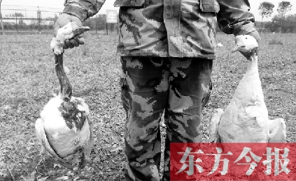 濟源一山間農(nóng)場遭襲，死傷200多只大鵝