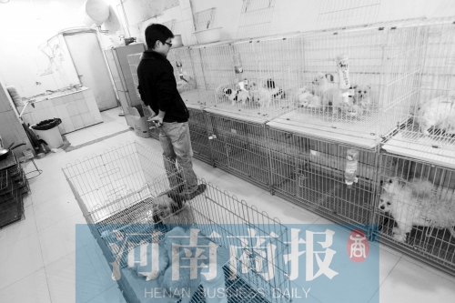 市民反映，淮河路“緣寵”寵物店曾出售疑似患病的狗