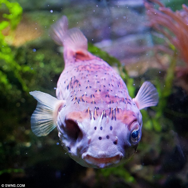 河豚接受眼球摘除術(shù) 河豚接受眼球摘除術(shù)