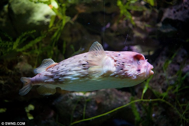 河豚接受眼球摘除術(shù) 河豚接受眼球摘除術(shù)