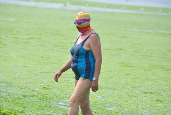 2013年7月3日，山東青島青島高溫來襲，“青島大媽”不懼滸苔，戴著“強(qiáng)盜面具”出現(xiàn)在海水浴場消暑降