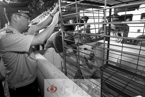 相關(guān)部門將加強管理，今年12月起烈性犬一律沒收。 （資料圖）