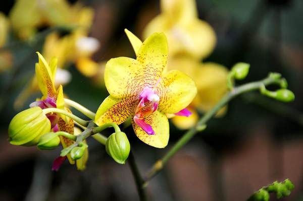 過年7天樂，老家河南春節(jié)享樂全攻略