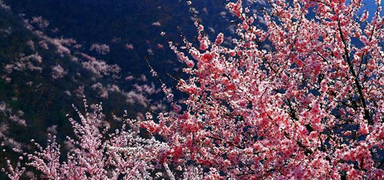 撿垃圾換玫瑰 女人節(jié) 愛(ài)在神農(nóng)山！