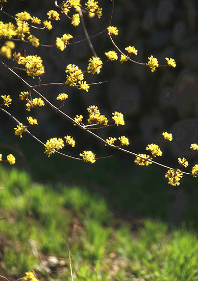 有一種呼喚，叫春天里的蟒河！