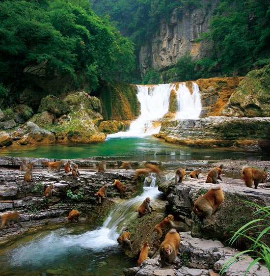 小長假游客扎堆蟒河、擠爆猴山