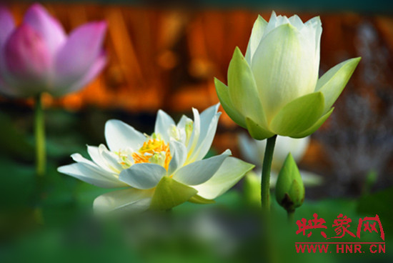 7月5日,第七屆淮陽荷花節(jié)將于7月8日正式拉開序幕。