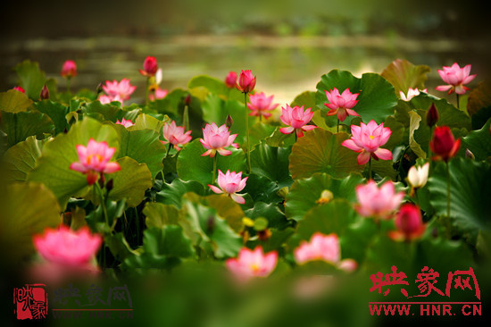 7月5日,第七屆淮陽荷花節(jié)將于7月8日正式拉開序幕。
