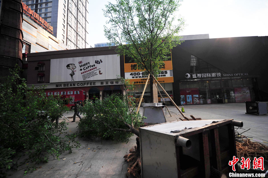 我和我的小伙伴們都驚呆了！沈陽(yáng)真樹"種"上假樹葉