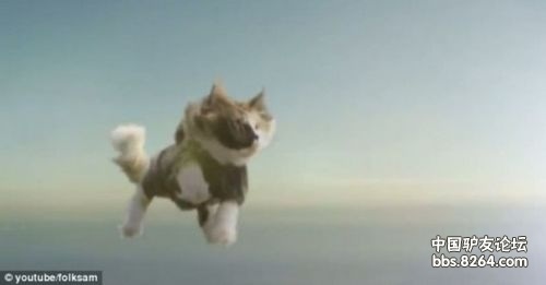 瑞典小貓表演“高空跳傘”空中變換隊形似大雁 瑞典小貓表演“高空跳傘”空中變換隊形似大雁